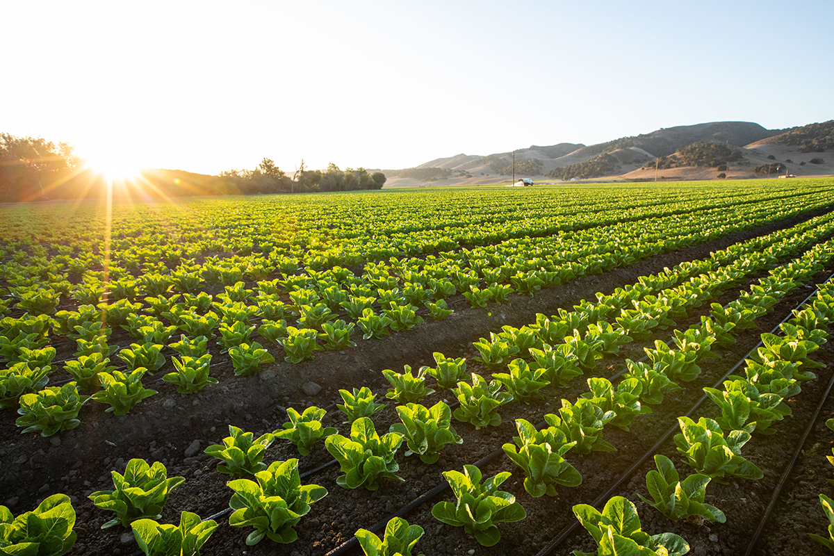 Fourth Annual Santa Barbara County Farm Day – Meet All The Hands That Feed You