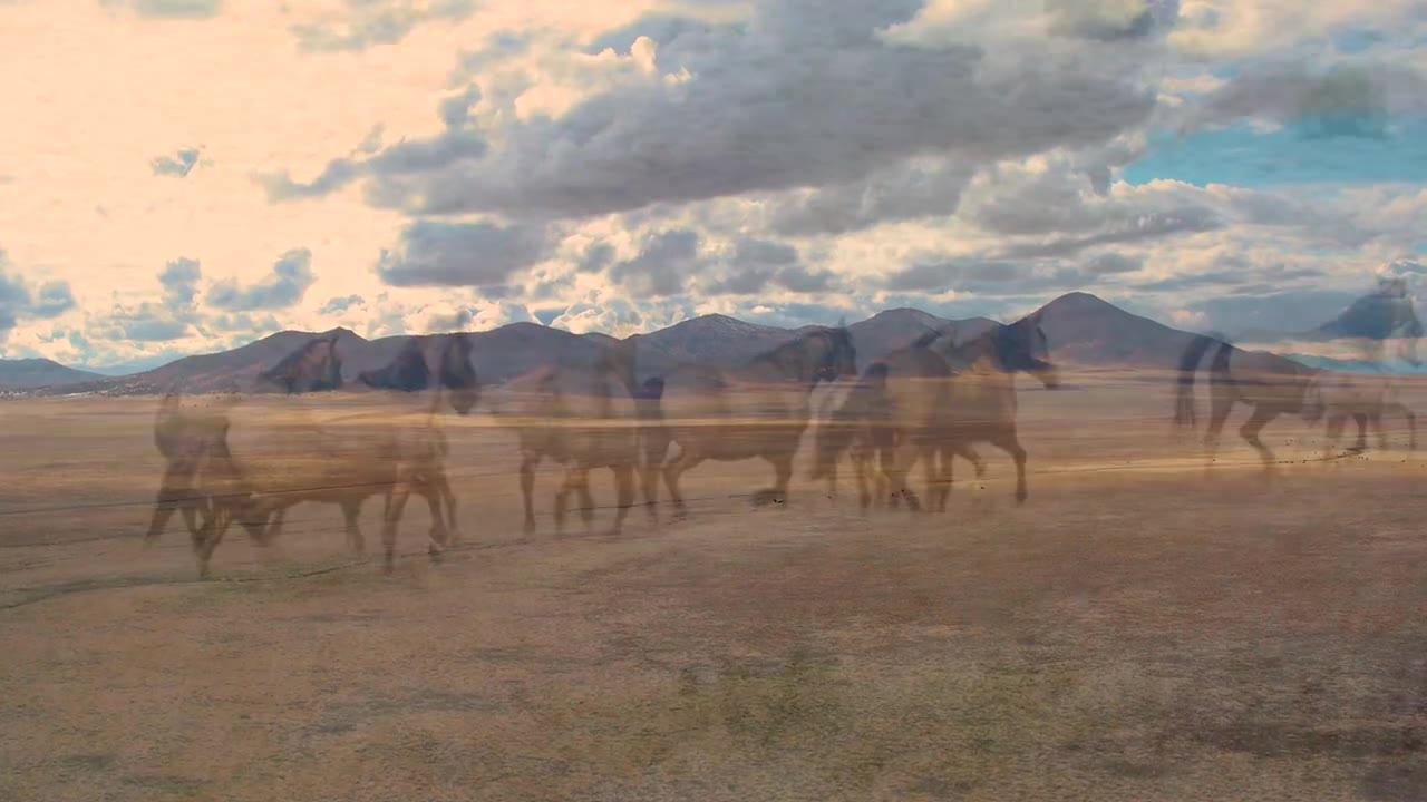 Return to Freedom, American Wild Horse Sanctuary