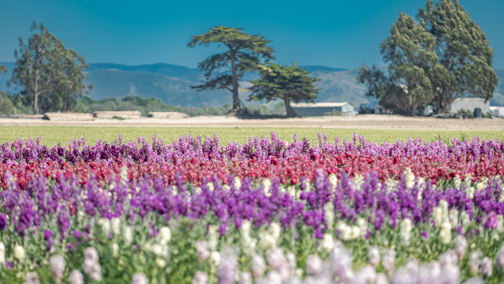 Spring Blossoms, Wellness, and Adventure in California Central Coast