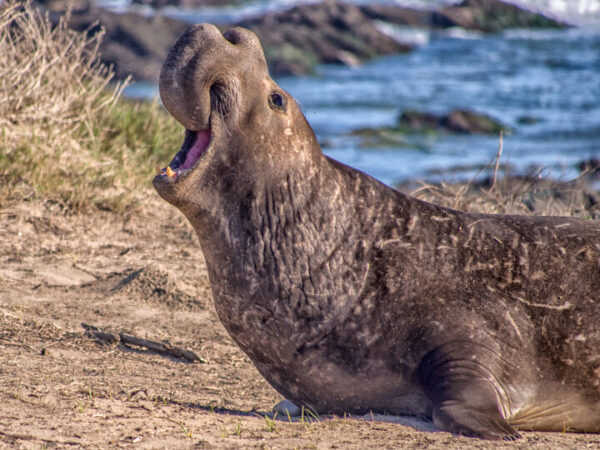 AÑo Nuevo State Park Guided Hikes In Elephant Seal Viewing Area