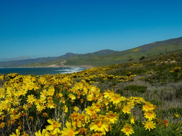 Enjoy the Last Bit of Spring in the California Central Coast